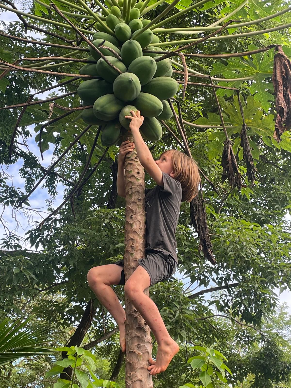 A barefoot child climbing high up a tropical fruit tree to reach the fruit at the top