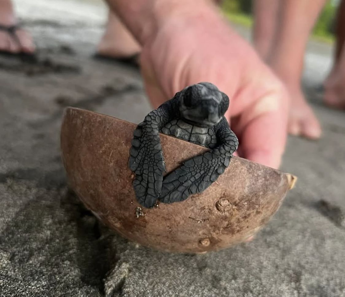 A tiny sea turtle hatchling cradled in a coconut shell on the sand, moments before its release